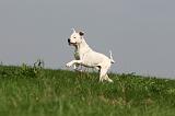 DOGUE ARGENTIN 379